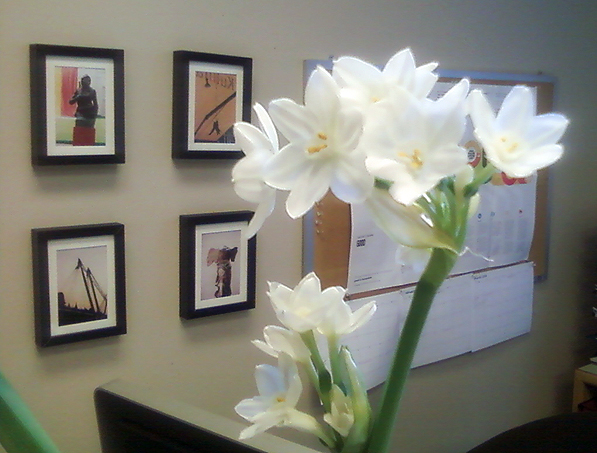 Paperwhites blooming in the office: Week 3