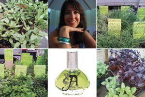 A collage of various herbs at the Farmer's Market and the Amanda Walker