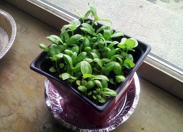 Dad's basil started from seeds waiting to be planted in their new home outside.