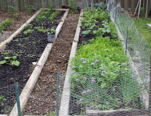 Dad's Garden: Chives, Spinach and Herbs