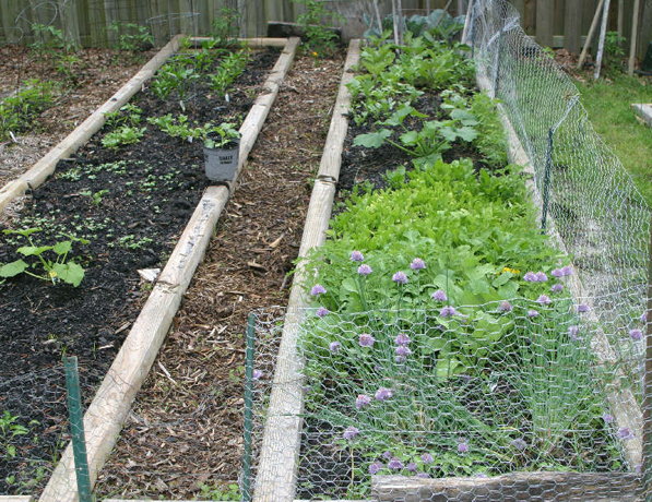 Dad's Garden: Chives, Squash, Spinach and Herbs