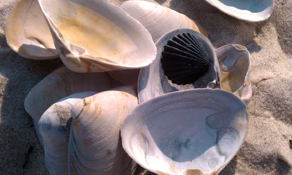 Seashells at Jones Beach, NY