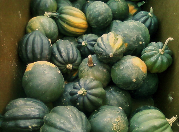 Acorn Squash at the Community Supported Agriculture (CSA)