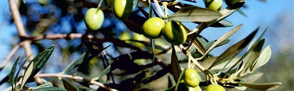 Olives growing on a tree.