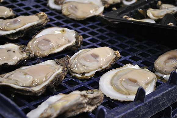 Oysters being processed at Motativit Seafood