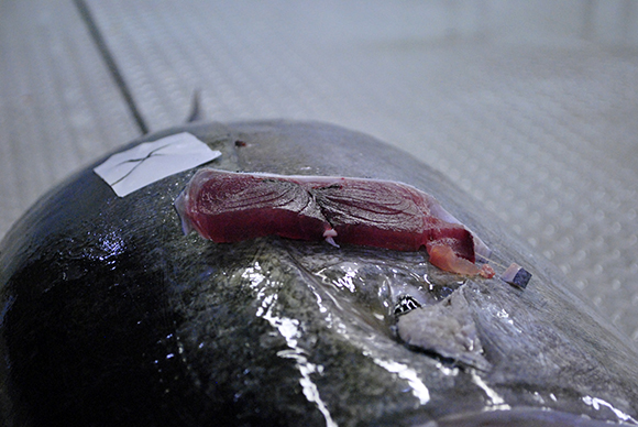 Yellowfin Tuna being graded at Jensen Tuna