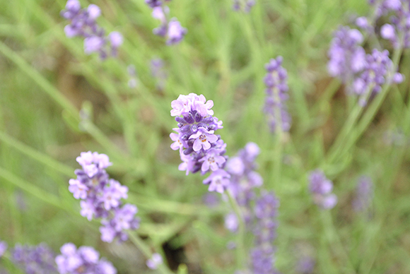 Blooming Lavender Flowers