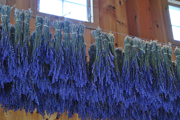 Lavender bunches hanging to dry