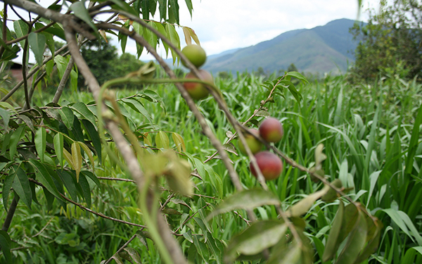 Camu berries on a vine. Photo by Navitas Naturals