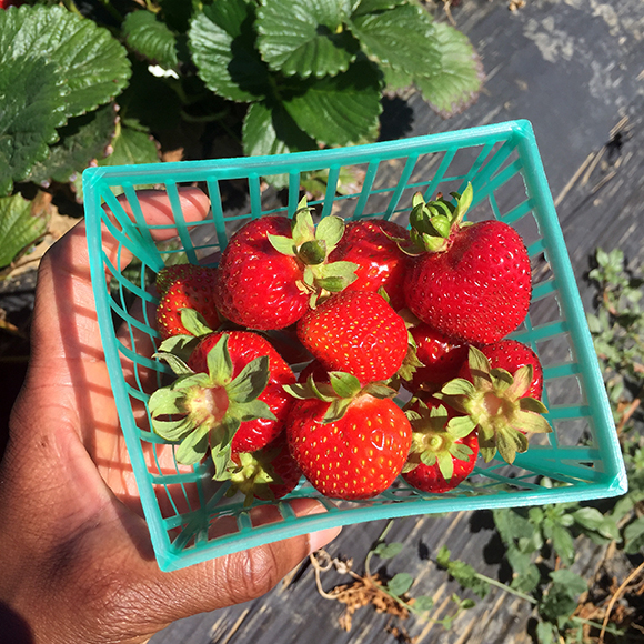 Strawberries I picked from T&Y Farms.
